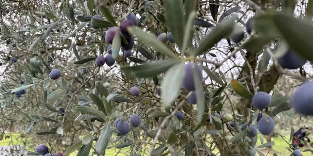 Tarladan 160 TL’ye veriyor, markette fiyatı 500’e çıkıyor! Düşük verimli hasat bitti: 2000 ton rekolte üreticiyi üzdü 4